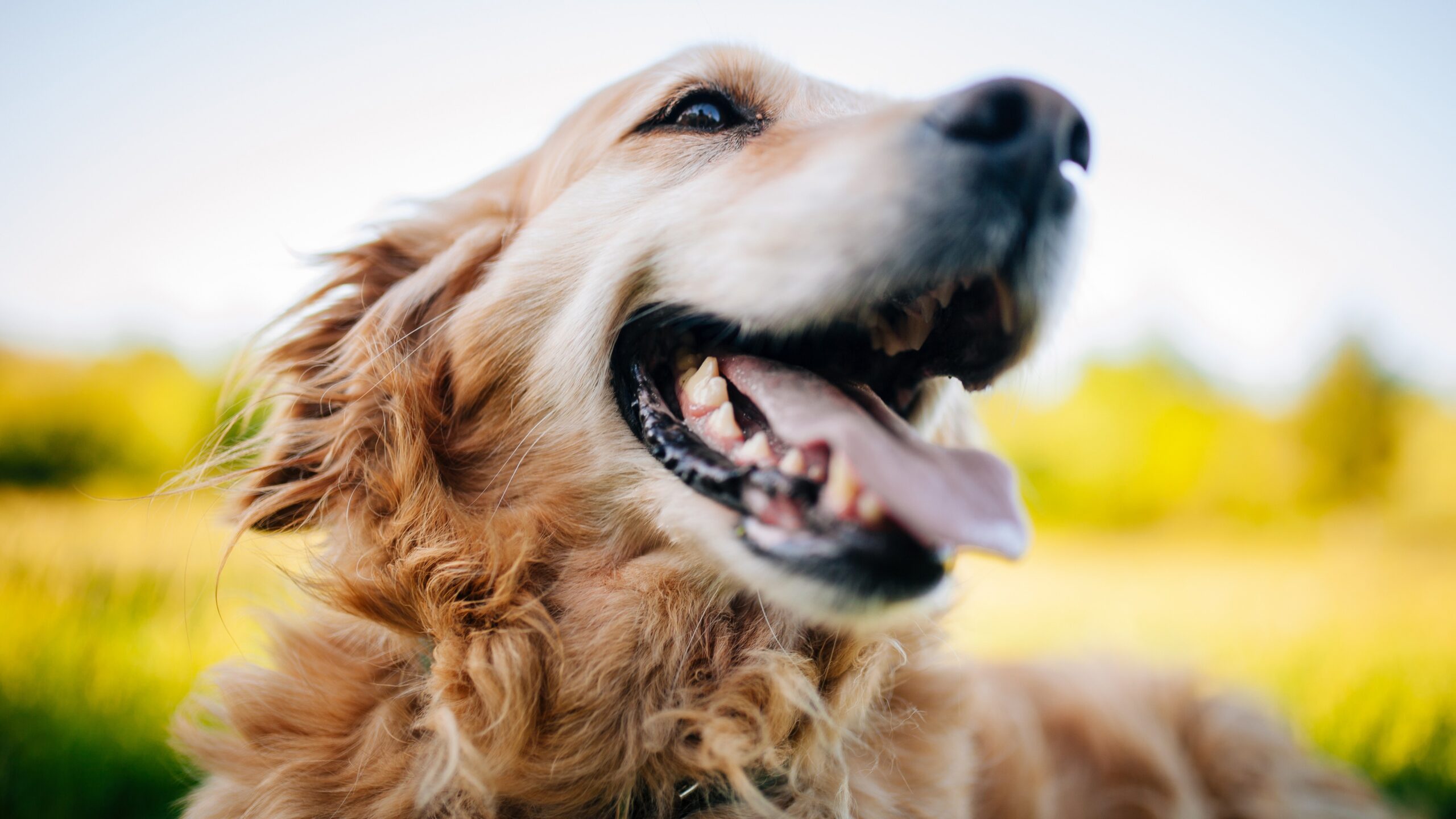 Golden-retriever