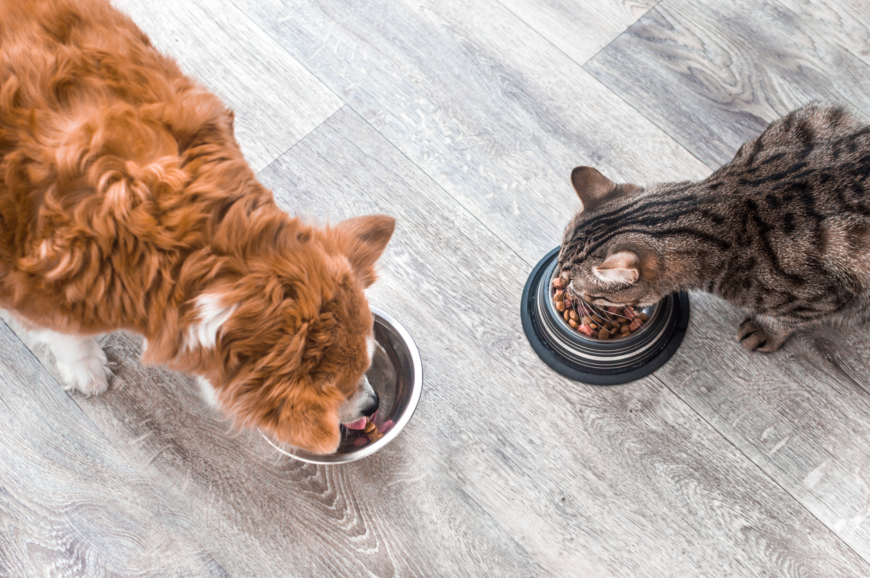 dog and a cat are eating together from a bowl of food. Animal feeding concept