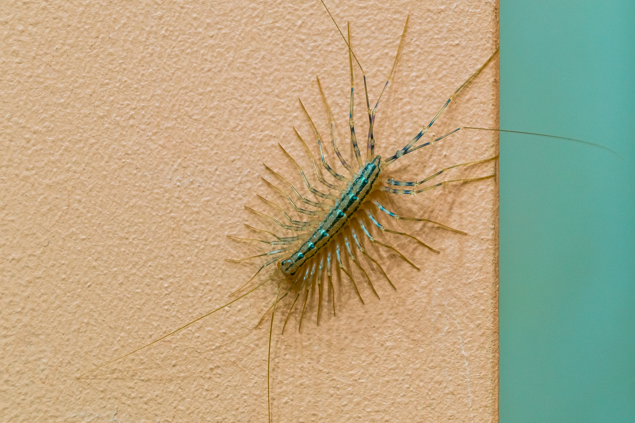 Close-up of house centipede (Scutigera coleoptrata)