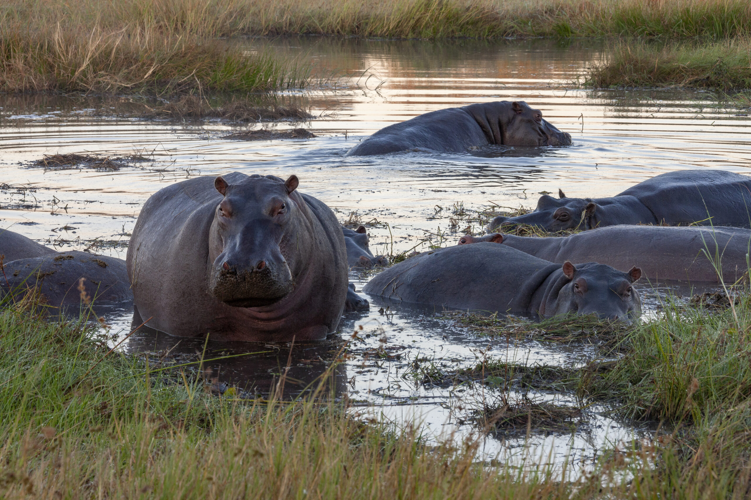 Pod of Hippopotamus (Hippopotamus amphibius) - Botswana