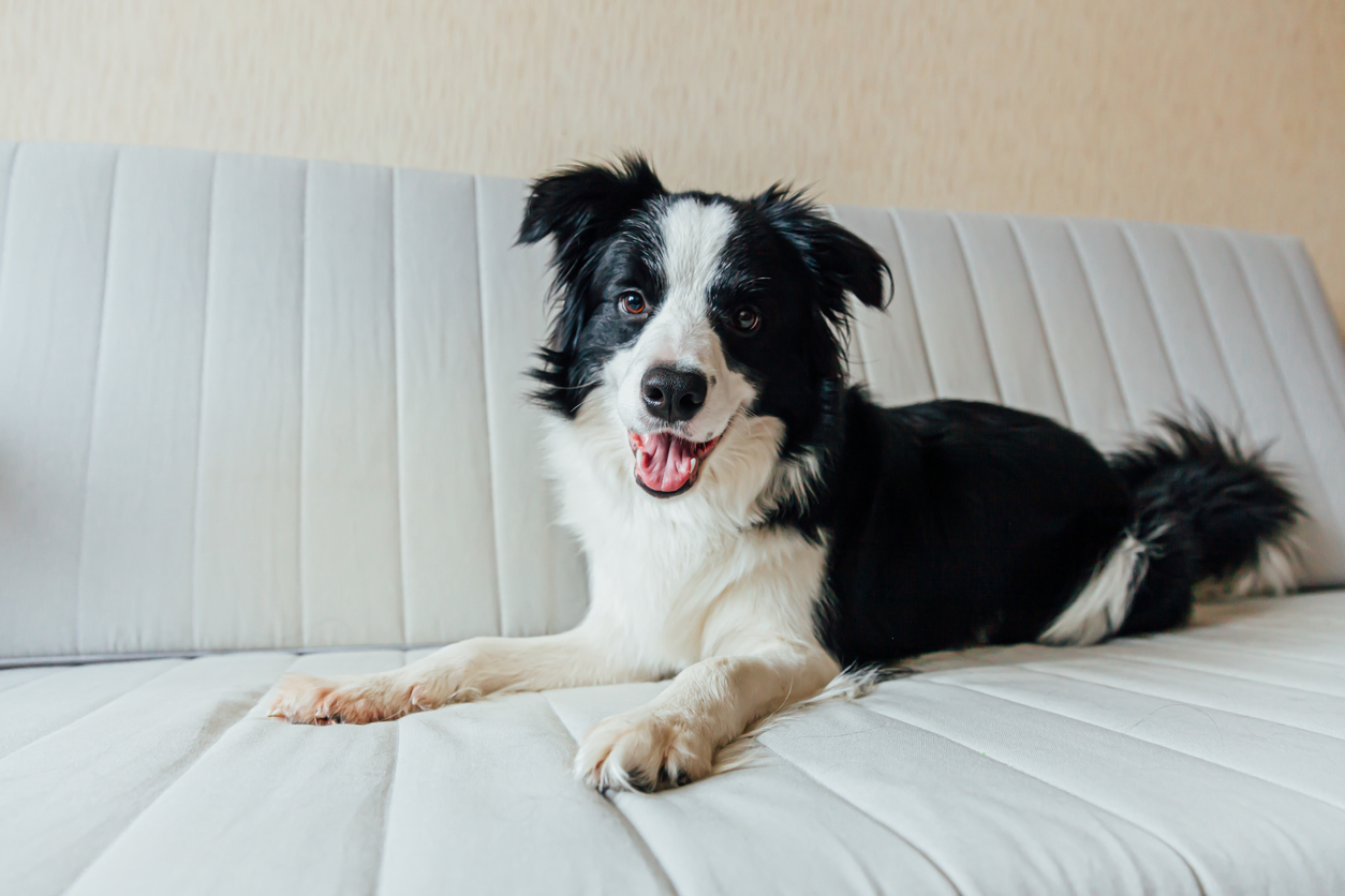 Funny portrait of cute smiling puppy dog border collie on couch