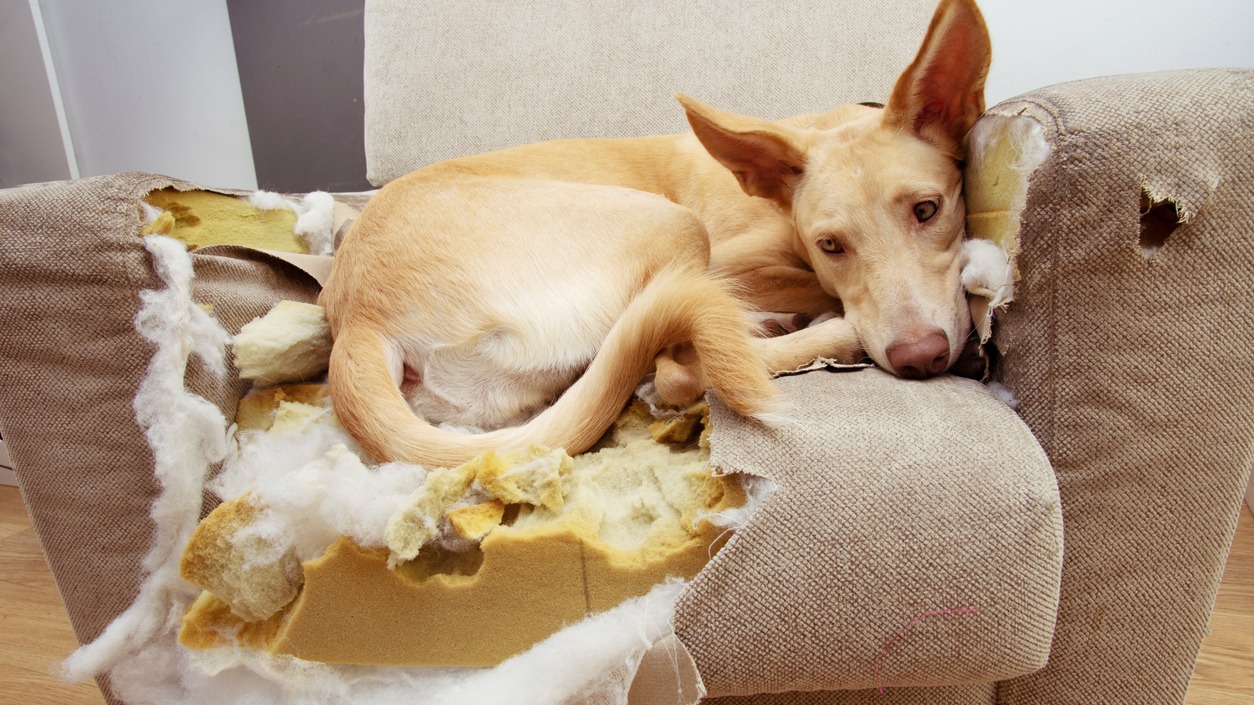 Dog Chews Up Couch