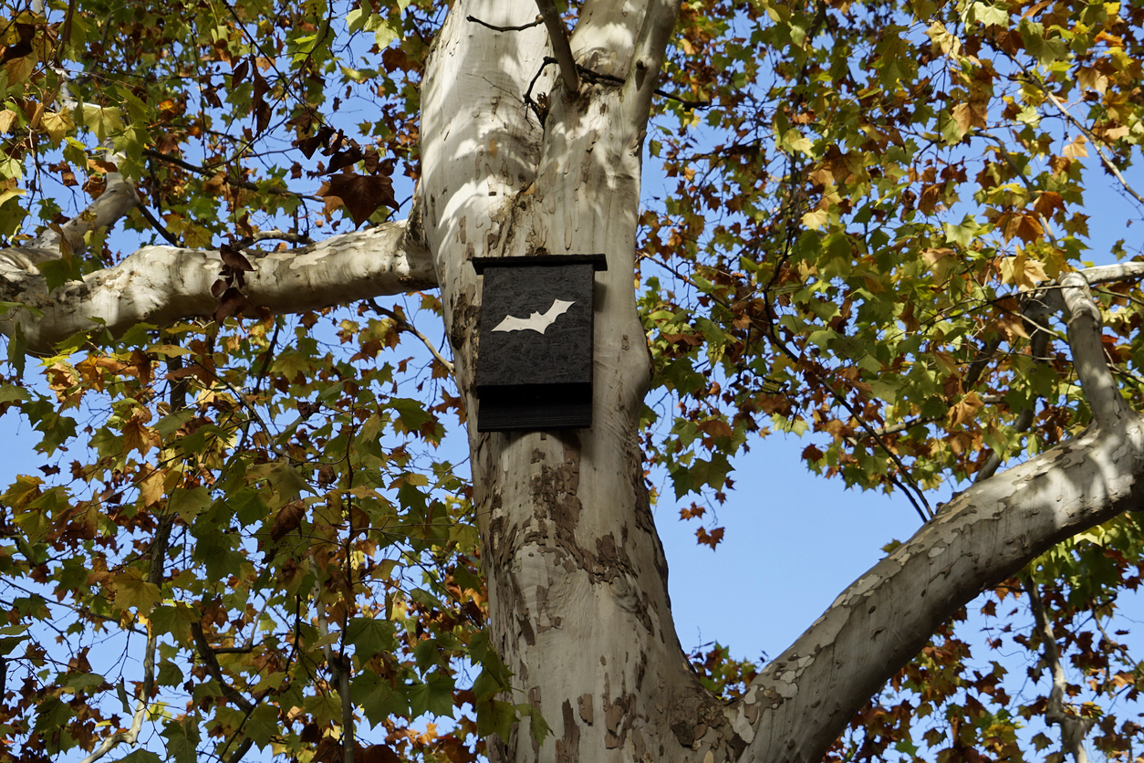 A tree in the park with a bat house