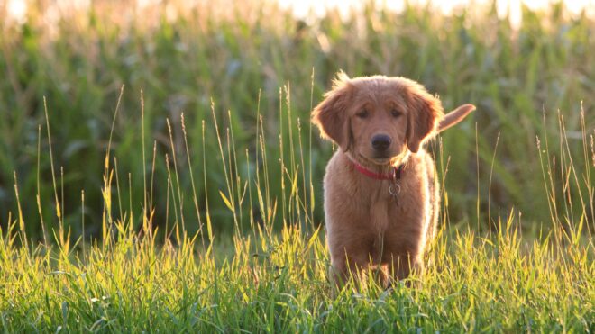 Golden retriever puppy