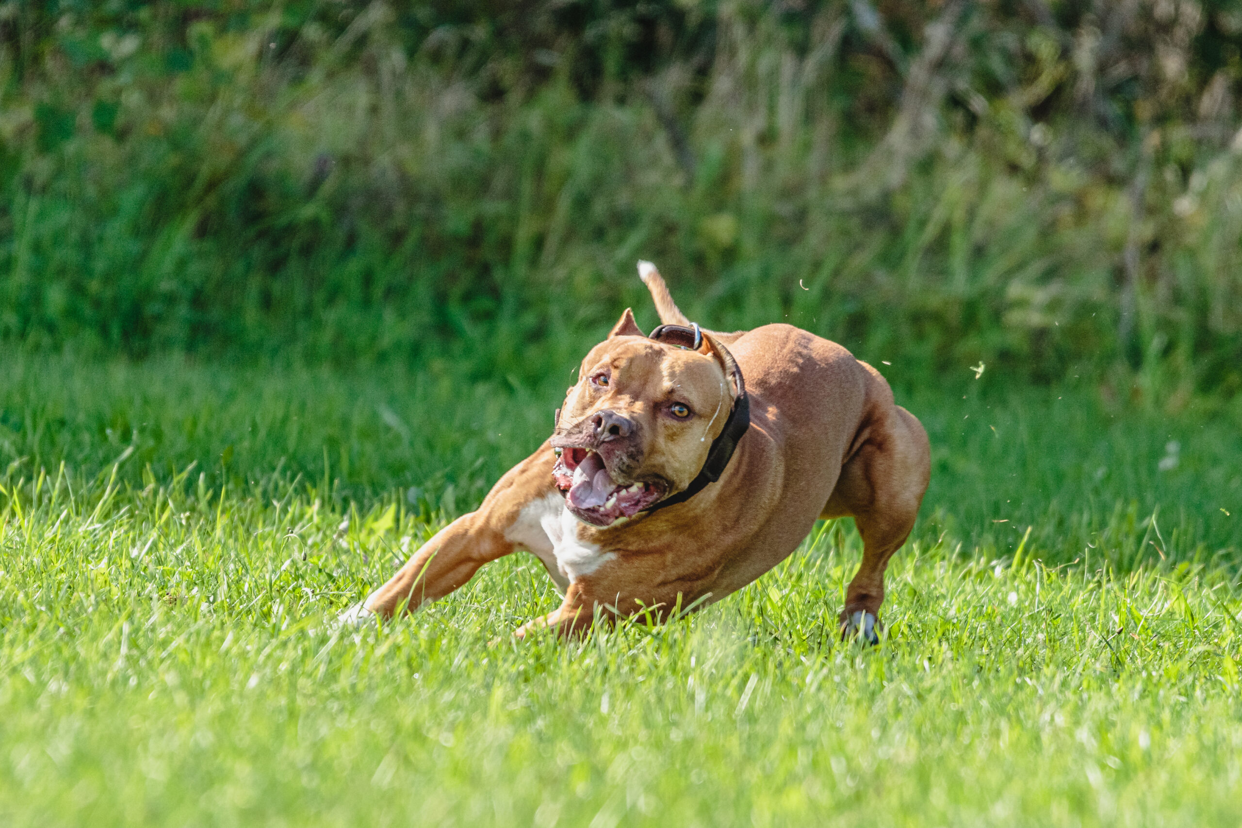American Pit Bull running in the field