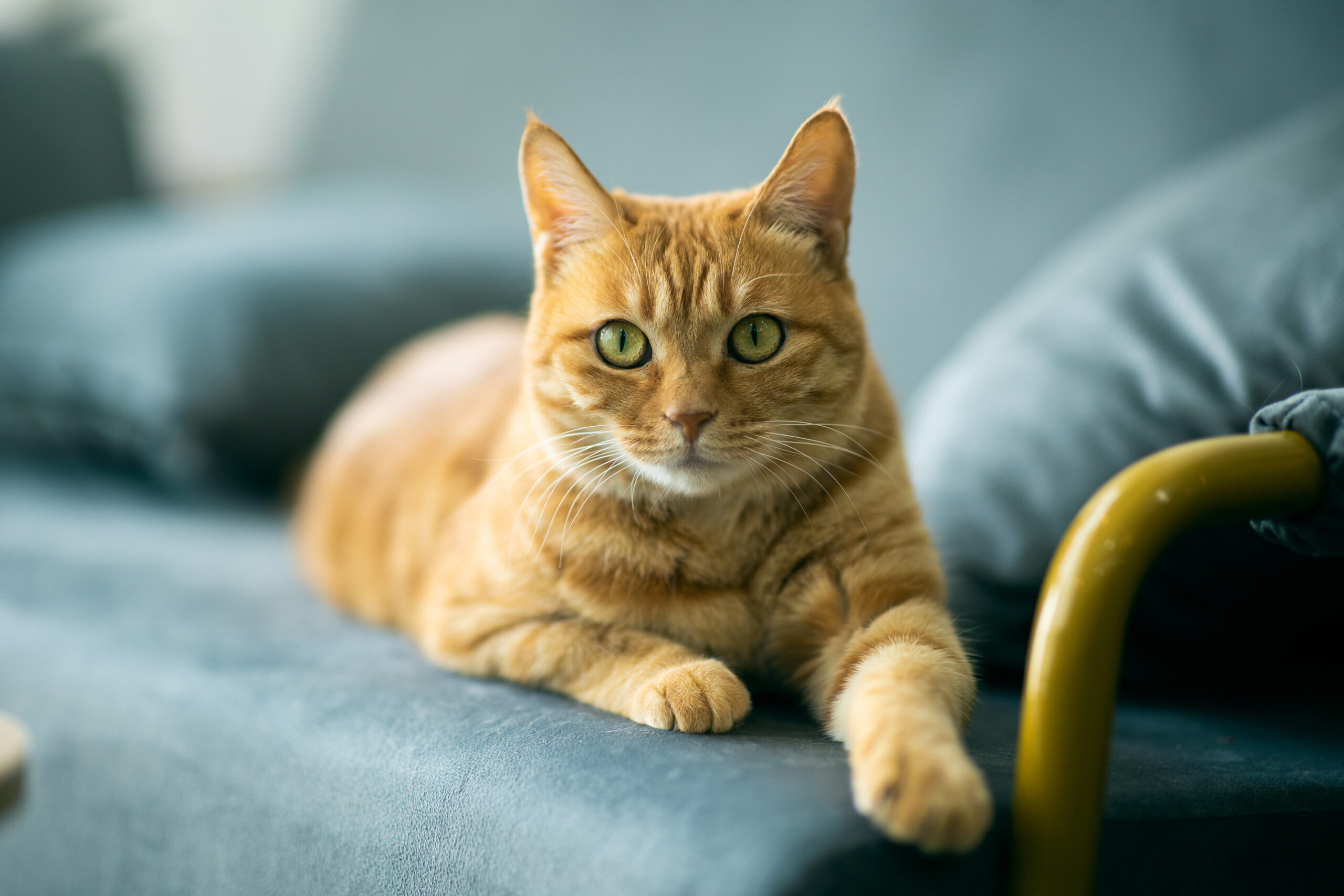 Ginger Cat Portrait