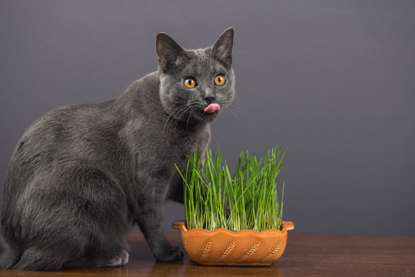 Cat eating wheat grass