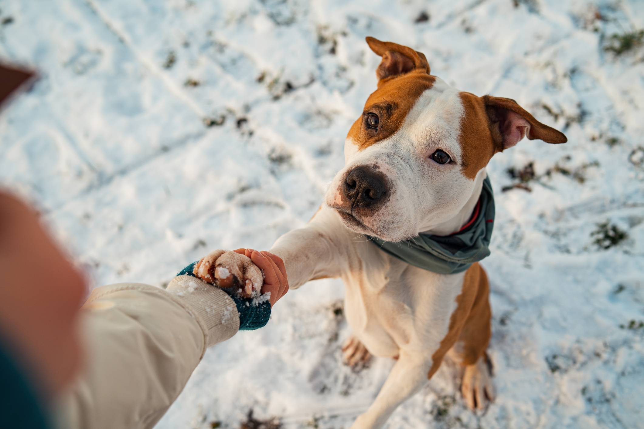 Paw to hand we are best friends