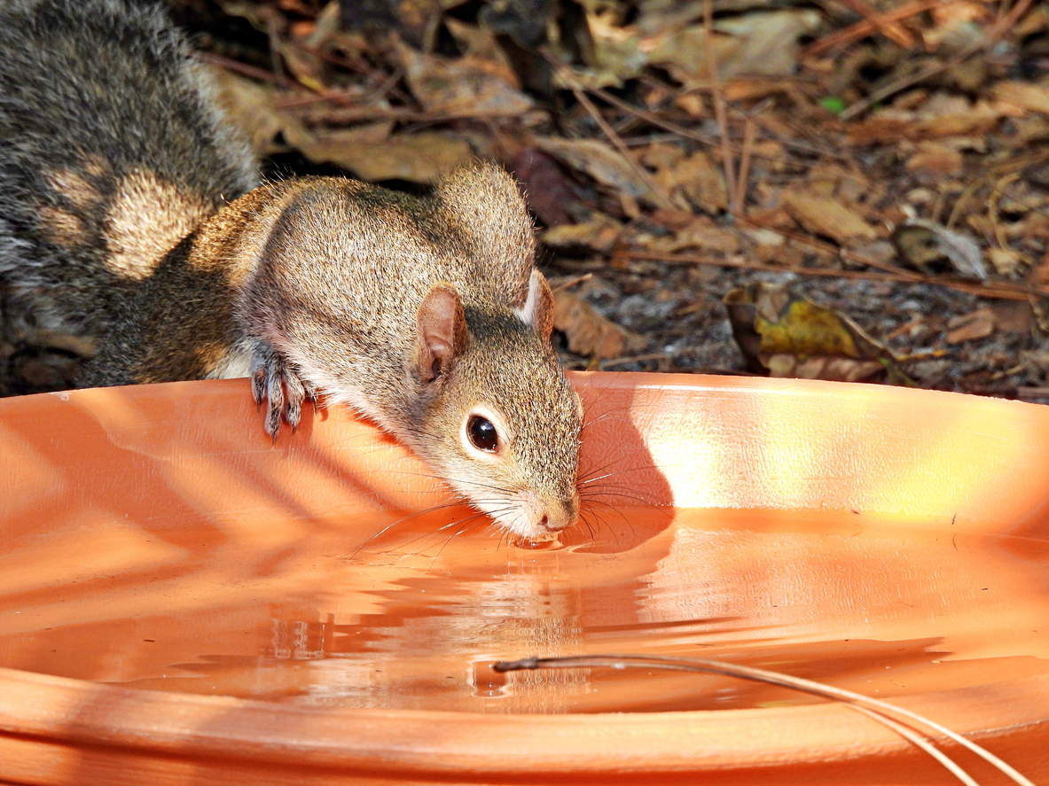 Gray Squirrel (Sciurus carolinensis) drinking water from a pottery dish