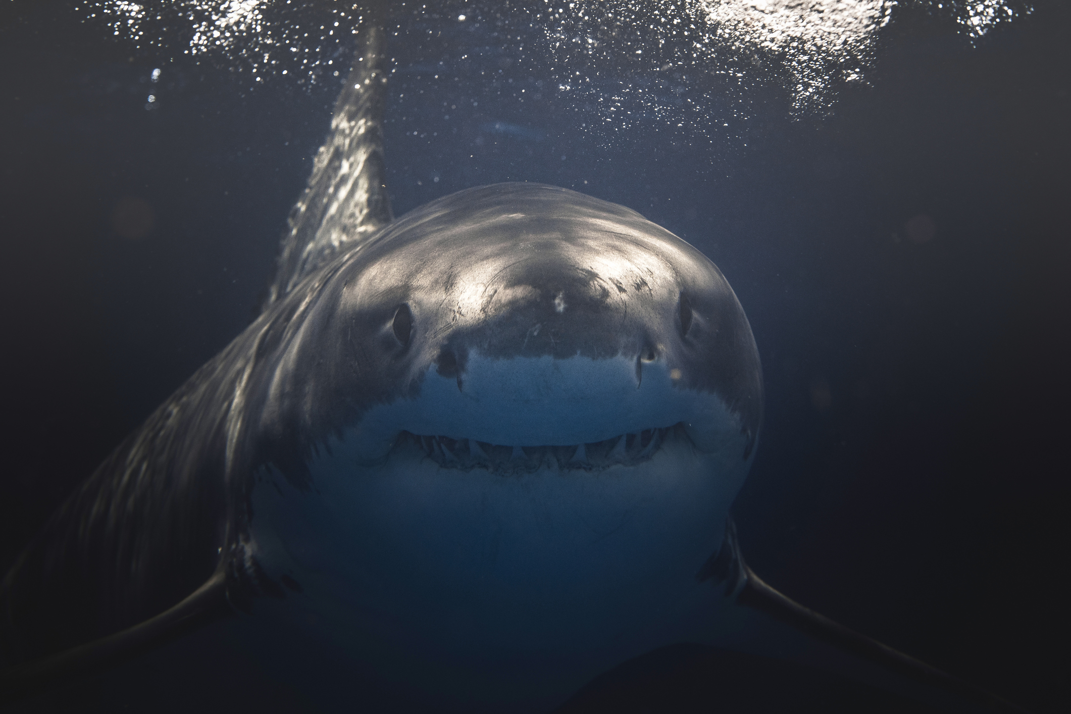 Close up of Great White Shark face and mouth swimming beneath the surface