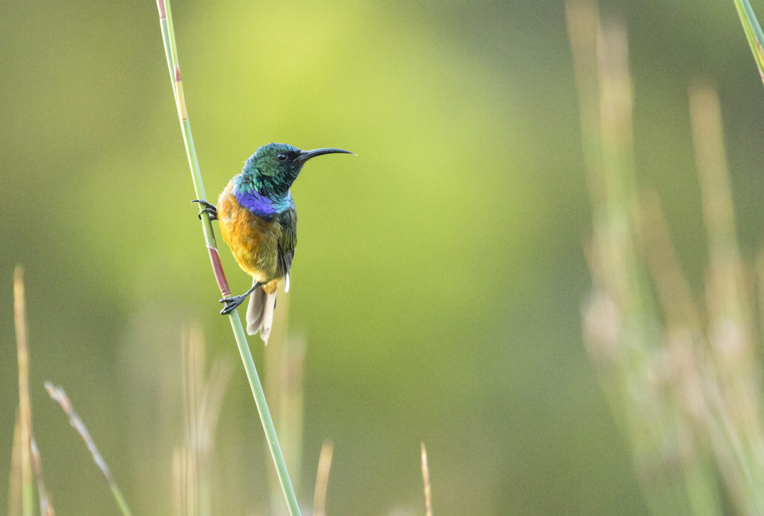 Orange-breasted sunbird in Western Cape