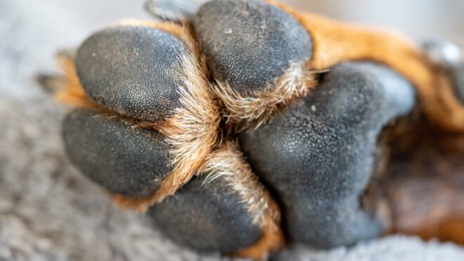 Dog paw