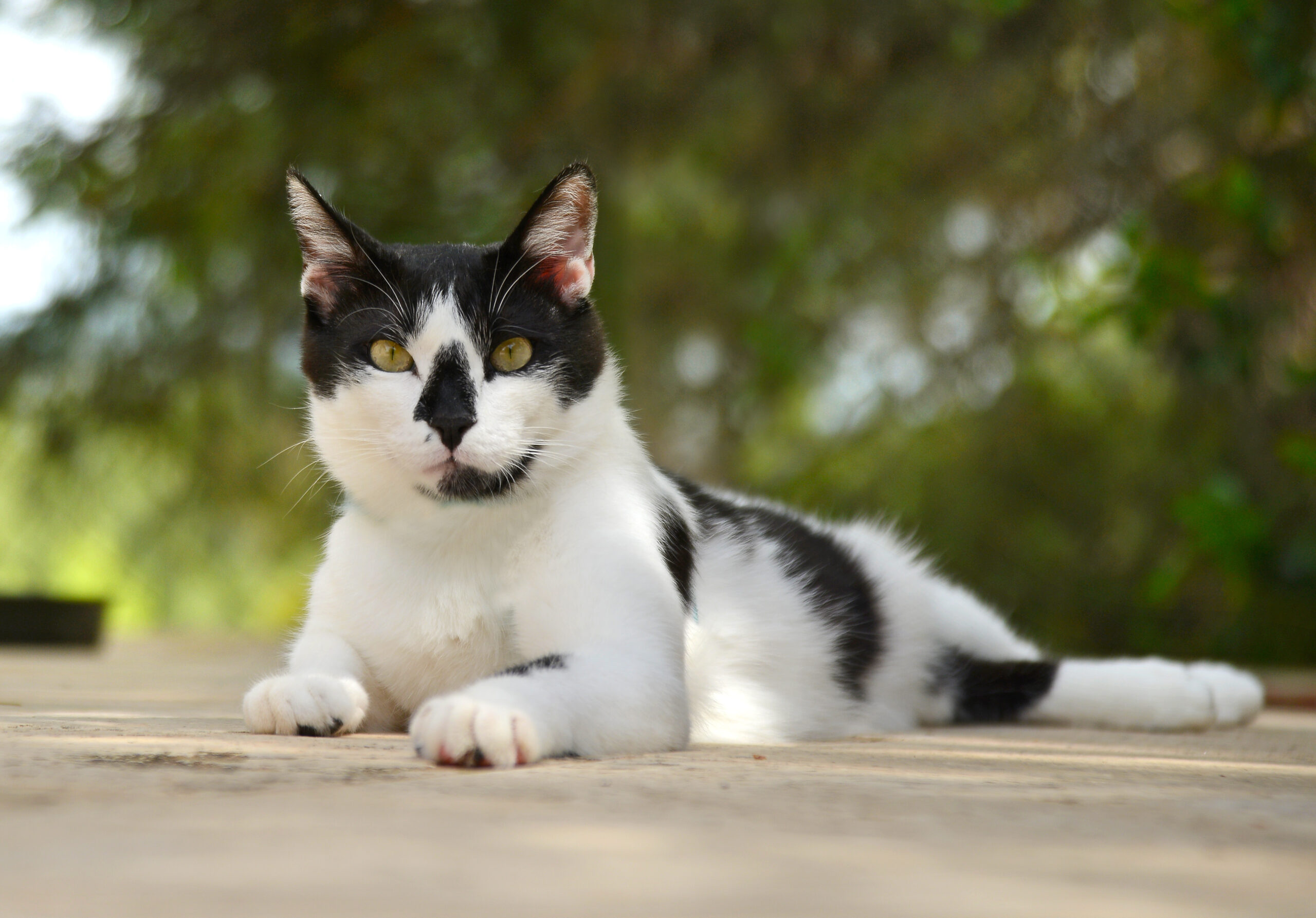 Cute Cat Portrait