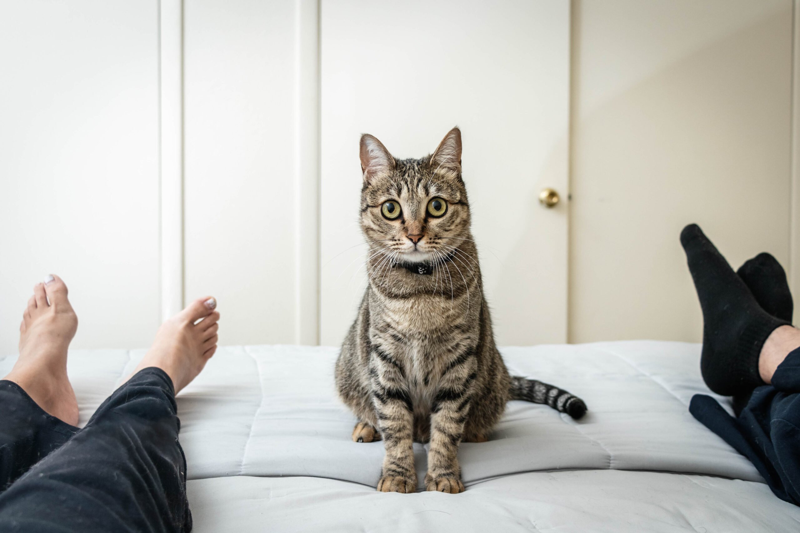 iStock-1318412867