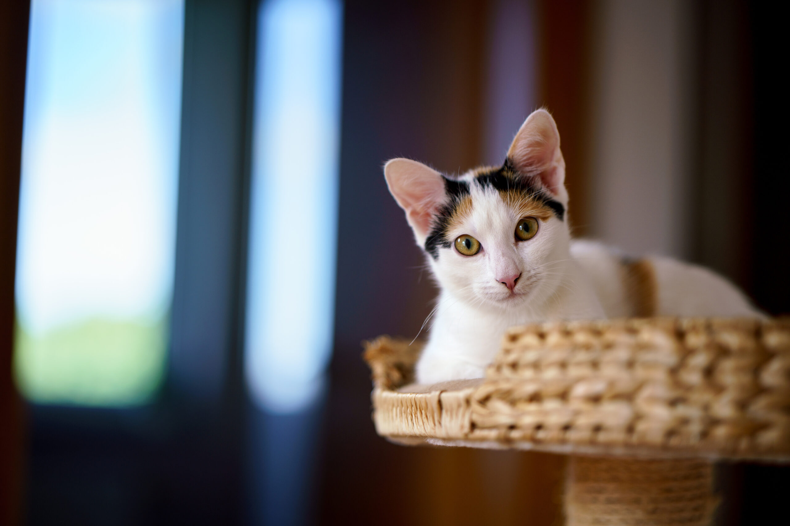 Young white cat on a cat tree