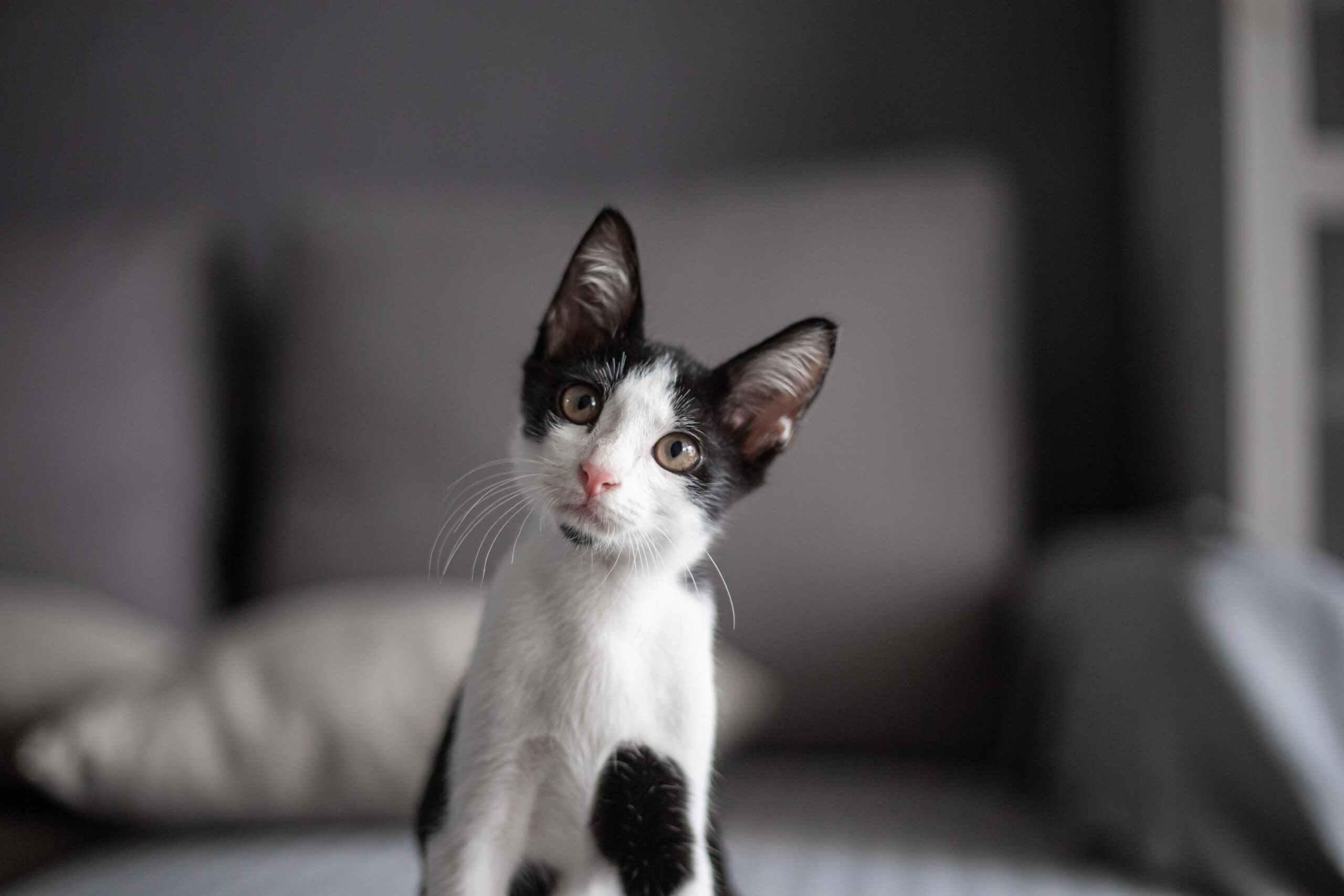 Black and white color cat looking at camera curiosity.