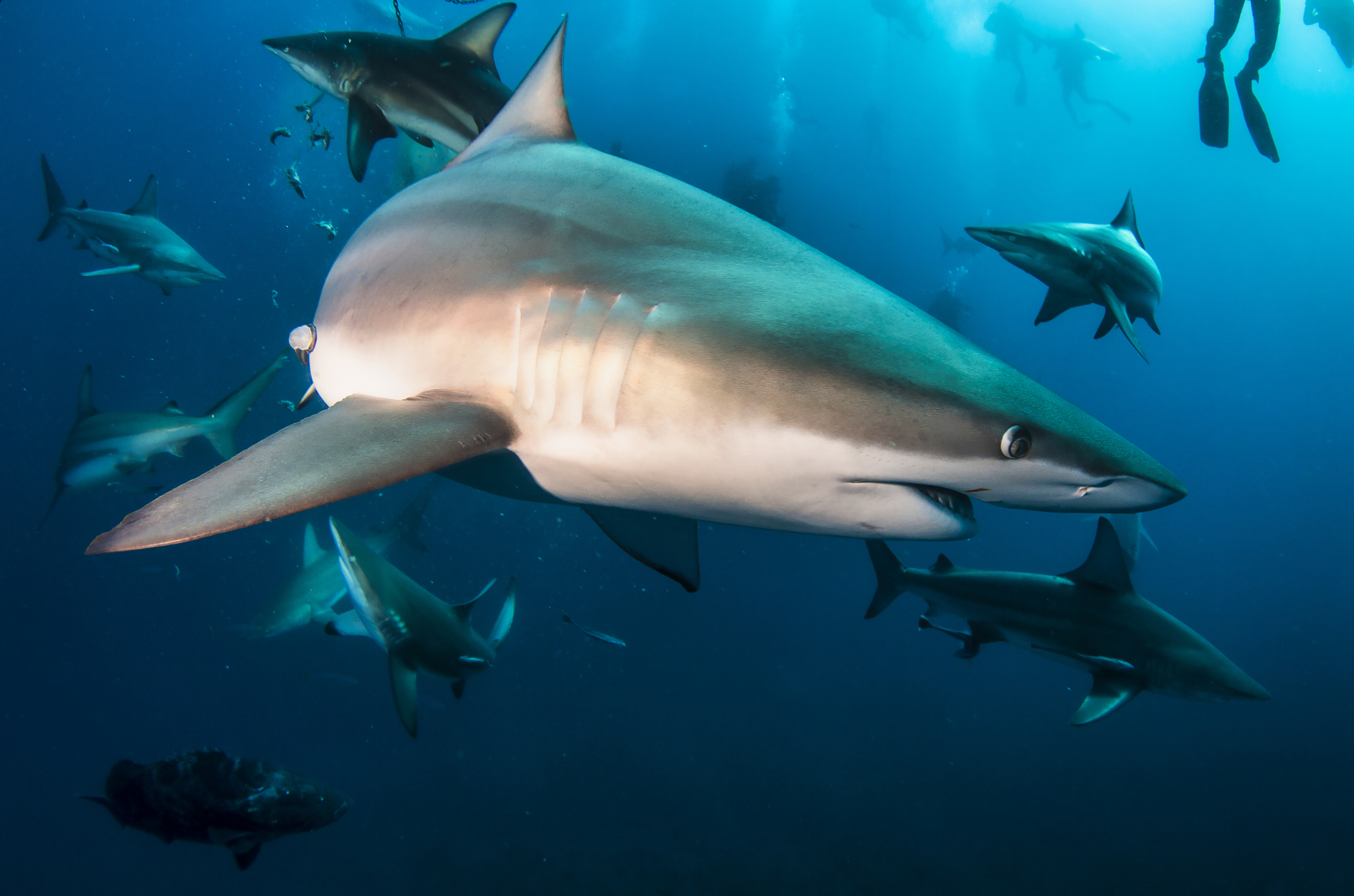 Blacktip ocean shark swimming in tropical underwaters