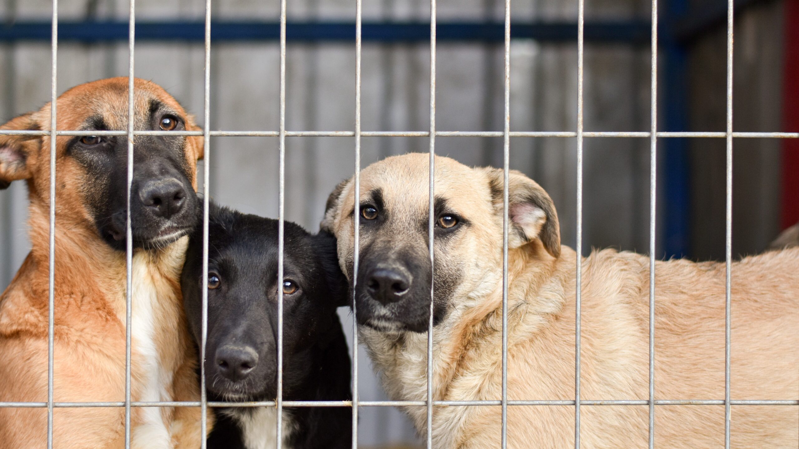 Dogs in cage