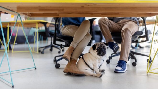 dog under desk