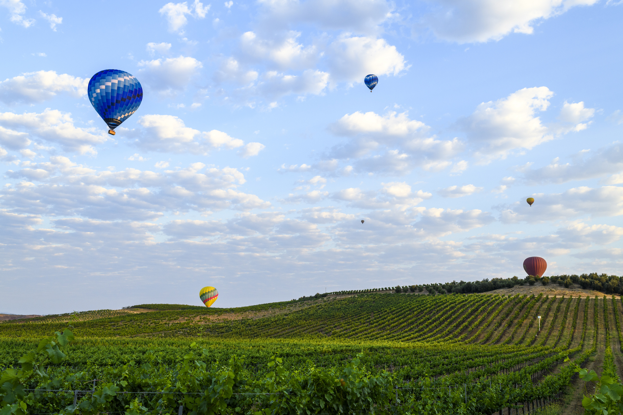 Hot Air Balloons rise over California Wine Country, Temecula, California