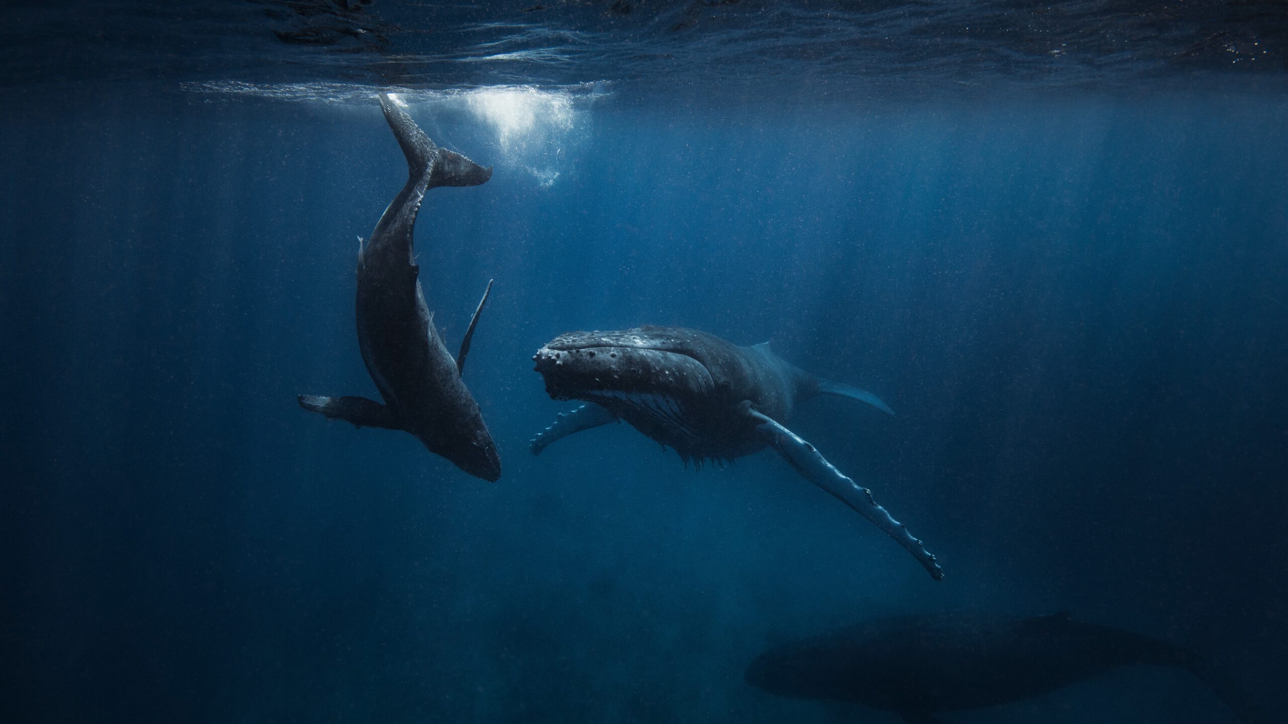 Humpback whale