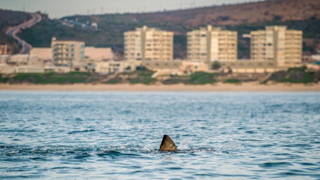 Shark on beach