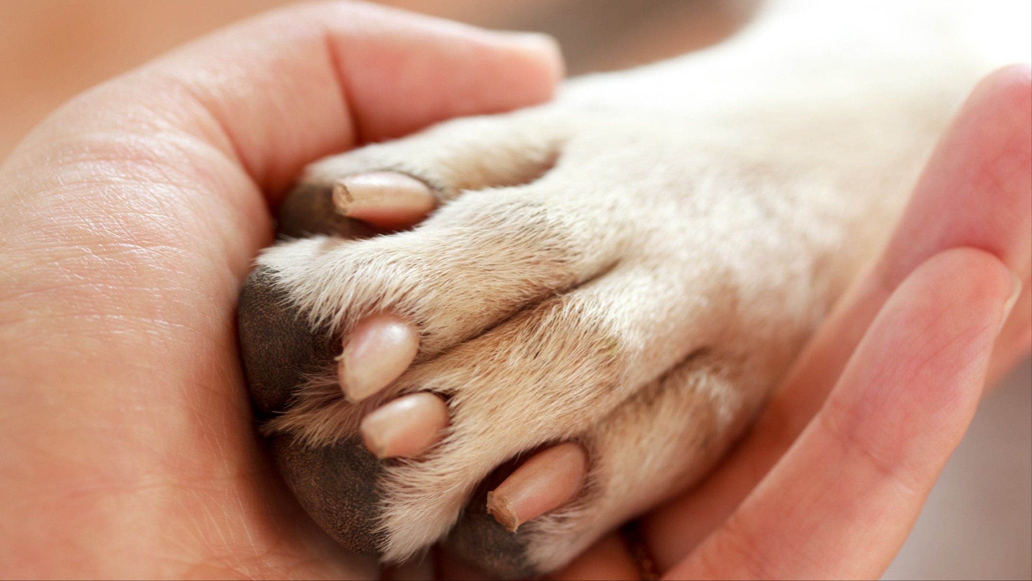 Hand holding dog paw