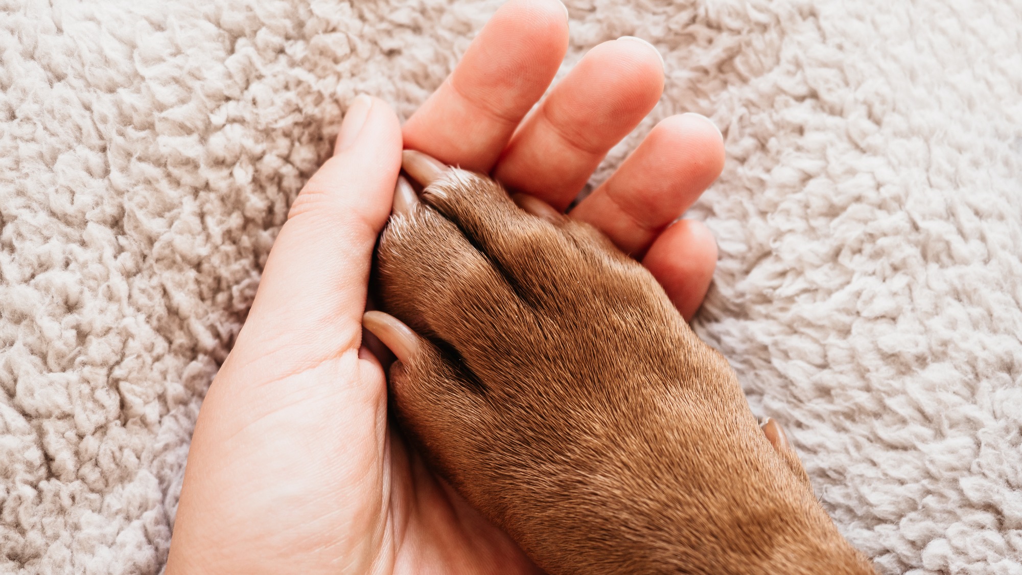 Male hands holding dog paws