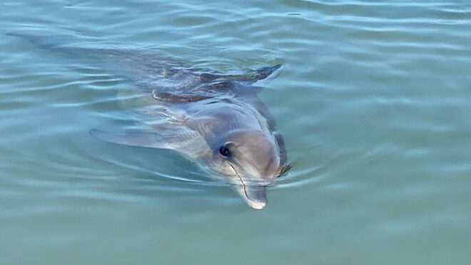 Dolphin