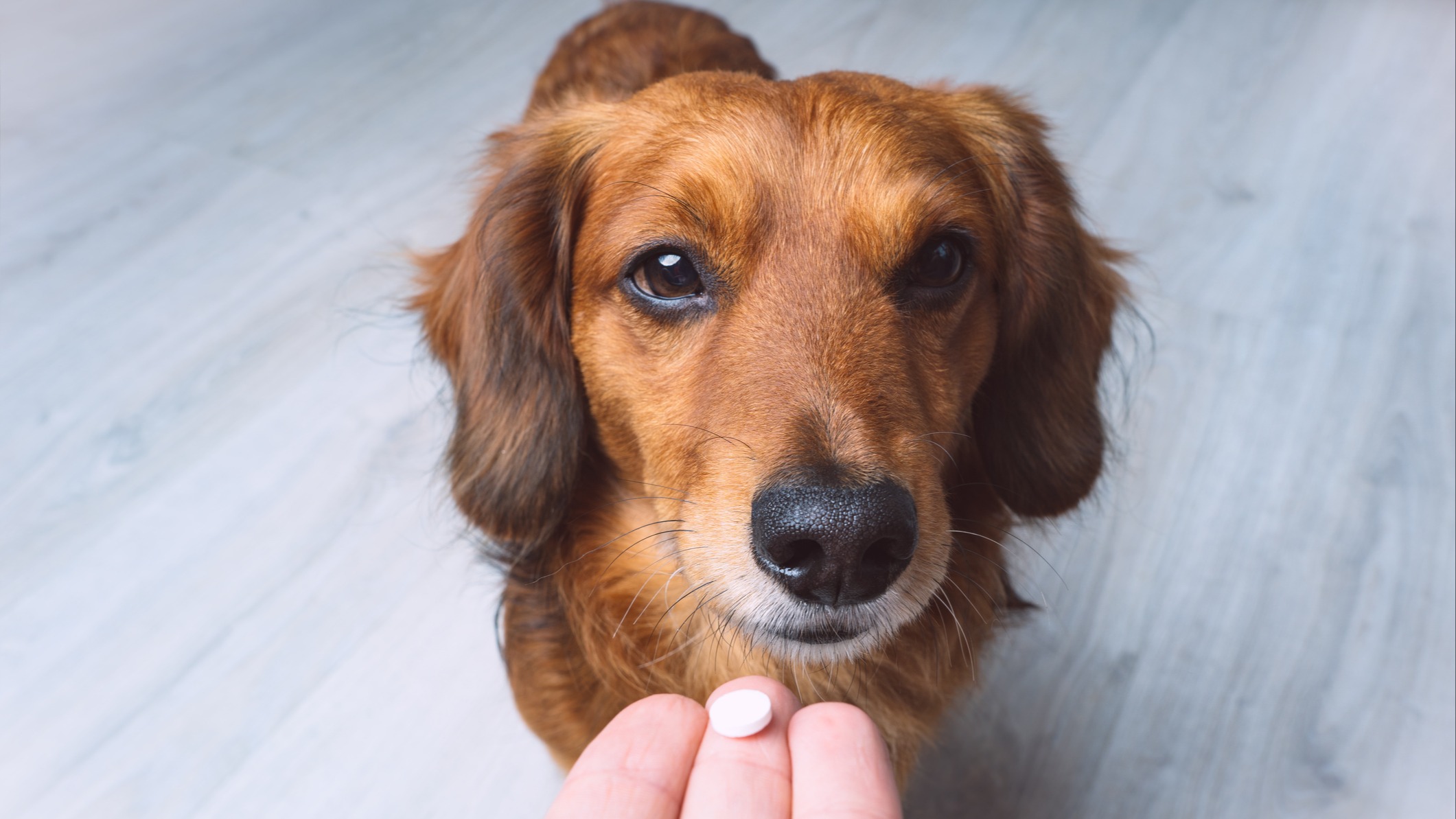 Hand holding out pill to dog