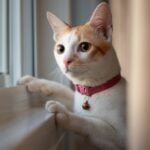 Cat staring out the window