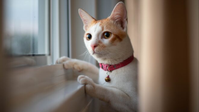 Cat staring out the window