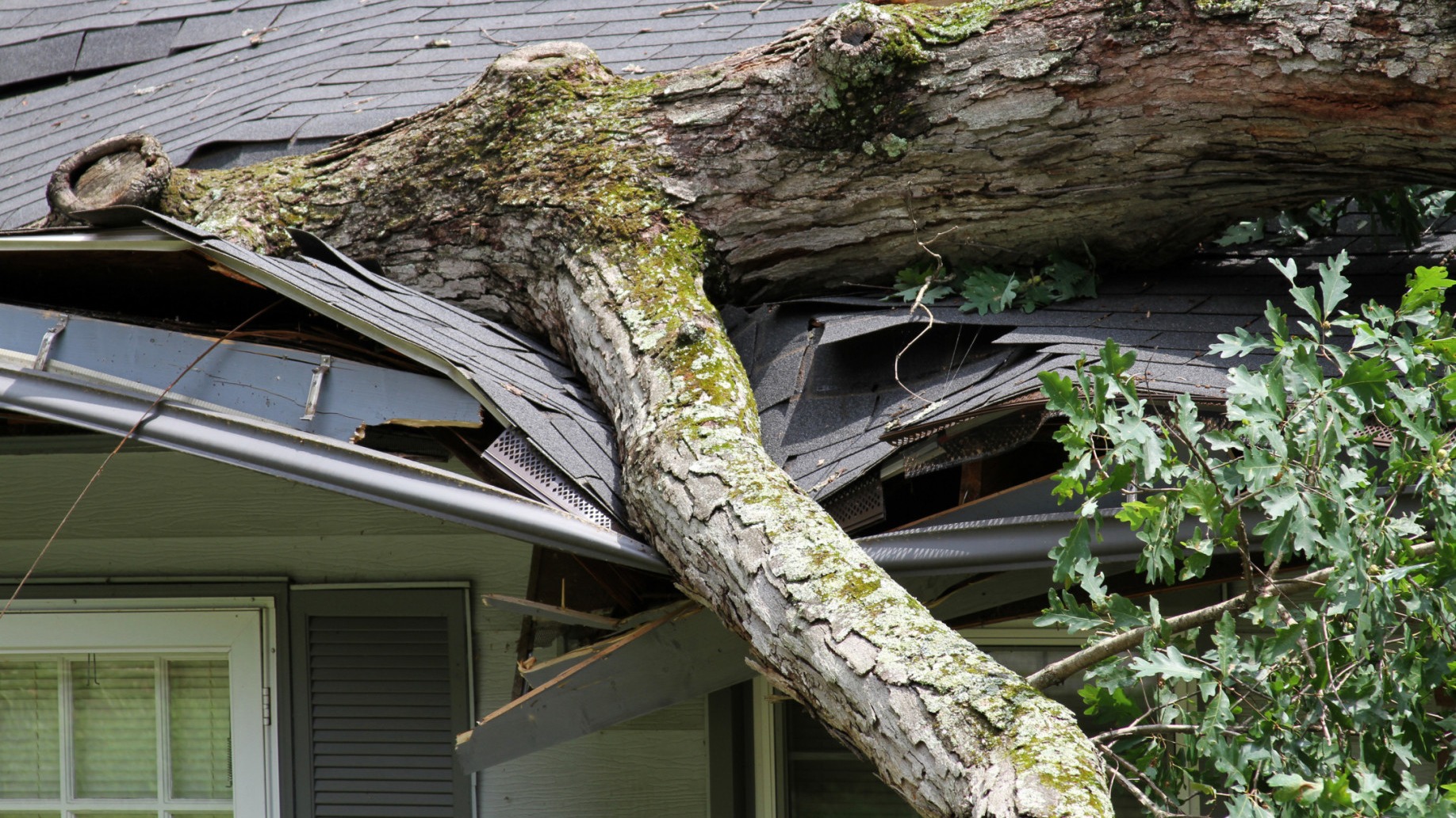 Fallen tree