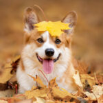 Dog in a pile of leaves