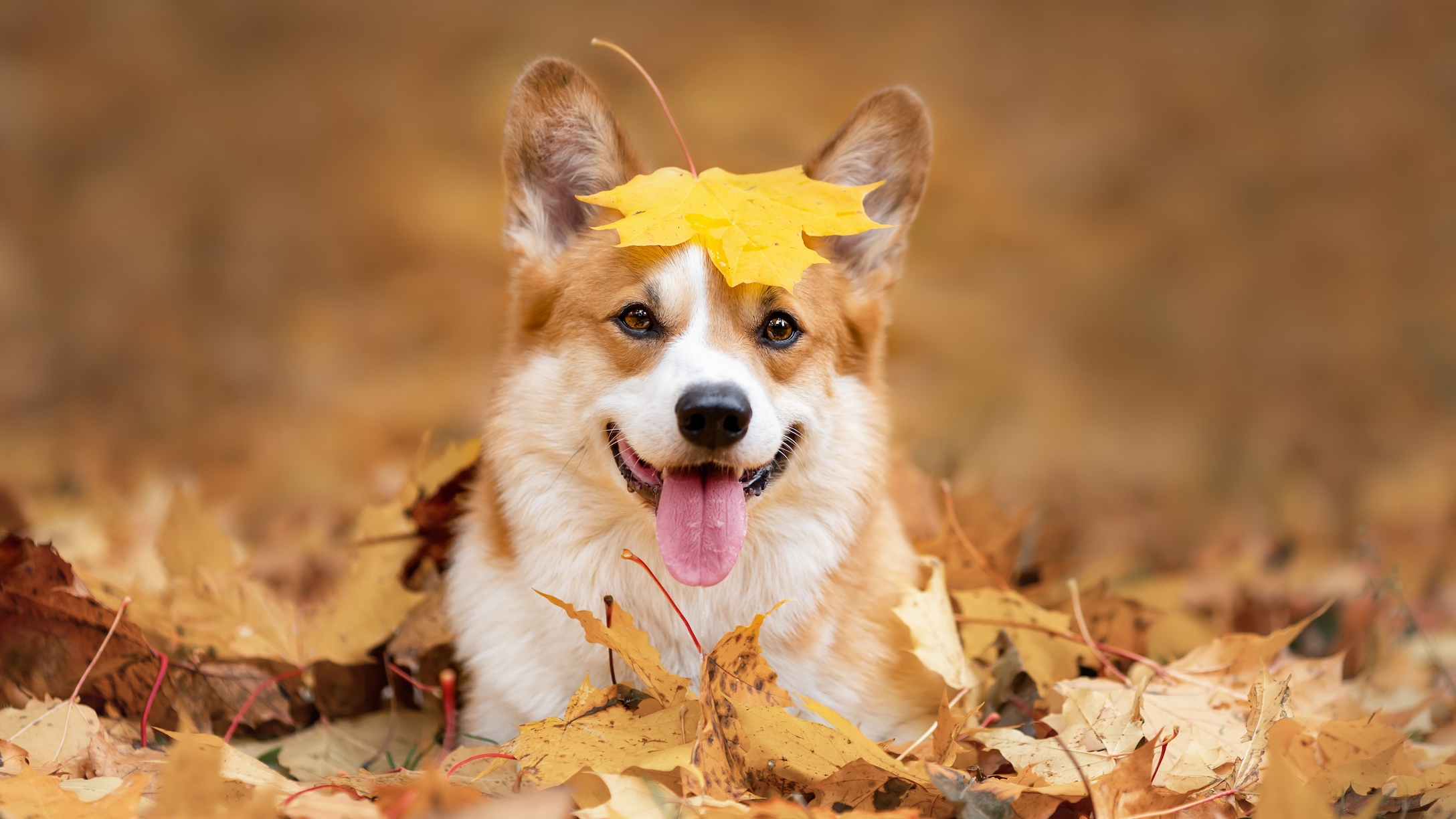 Dog in a pile of leaves