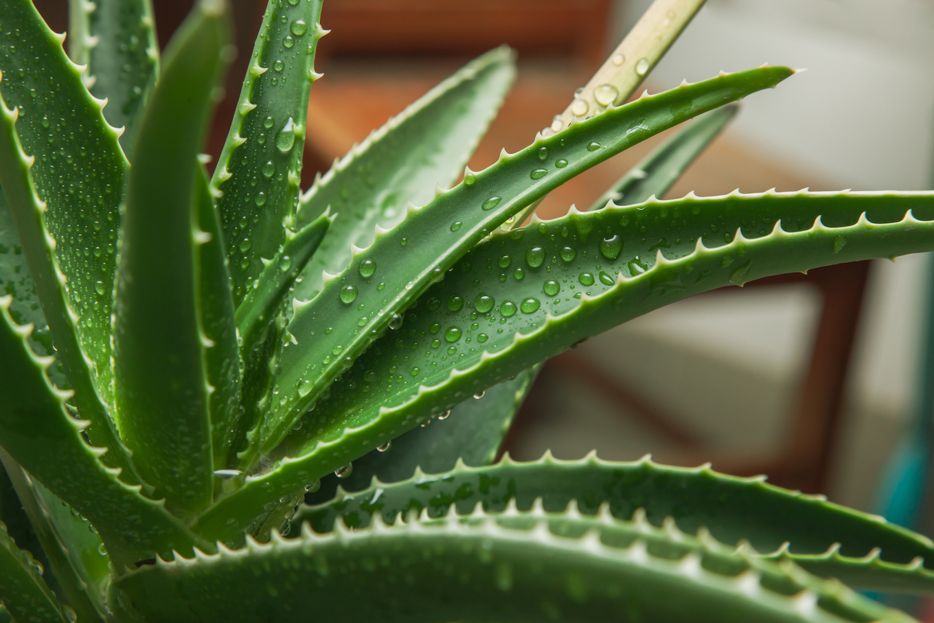 aloe vera plant