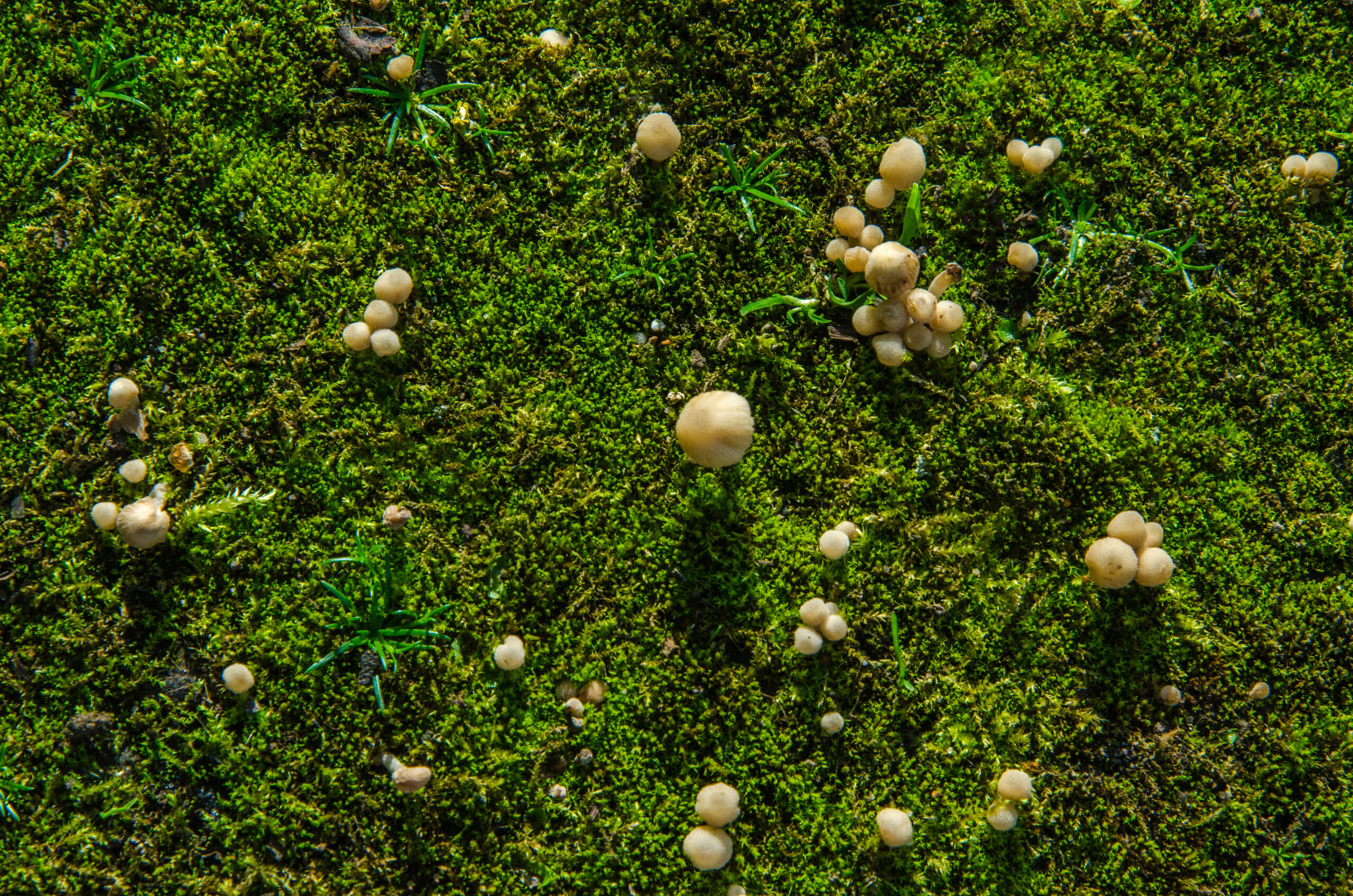 small mushrooms on green moss in the rays of sunlight