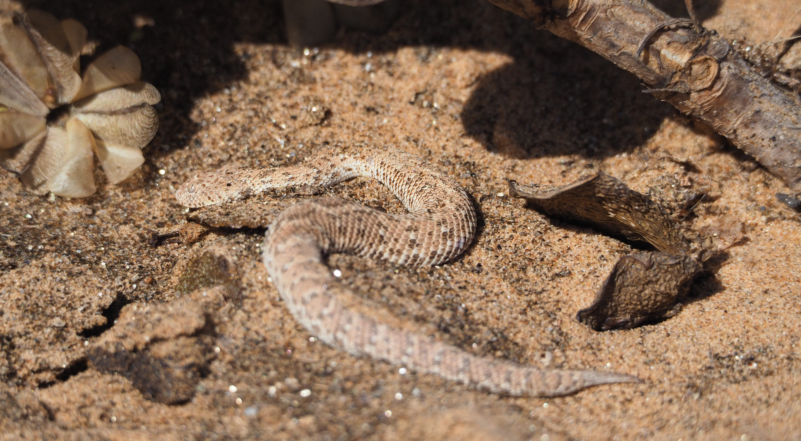 Peringuey's adder in the desert