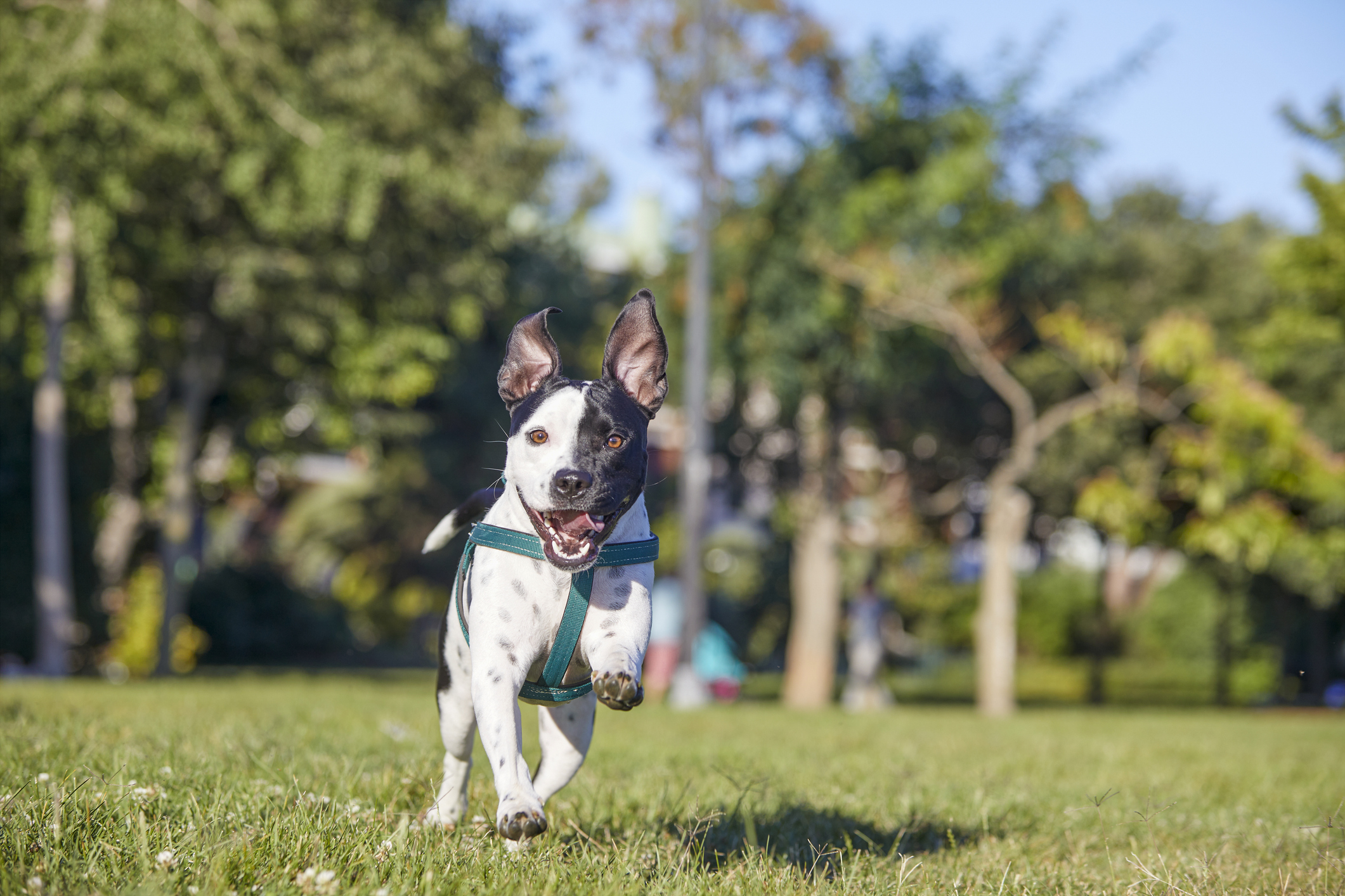 pitbull running towards camera