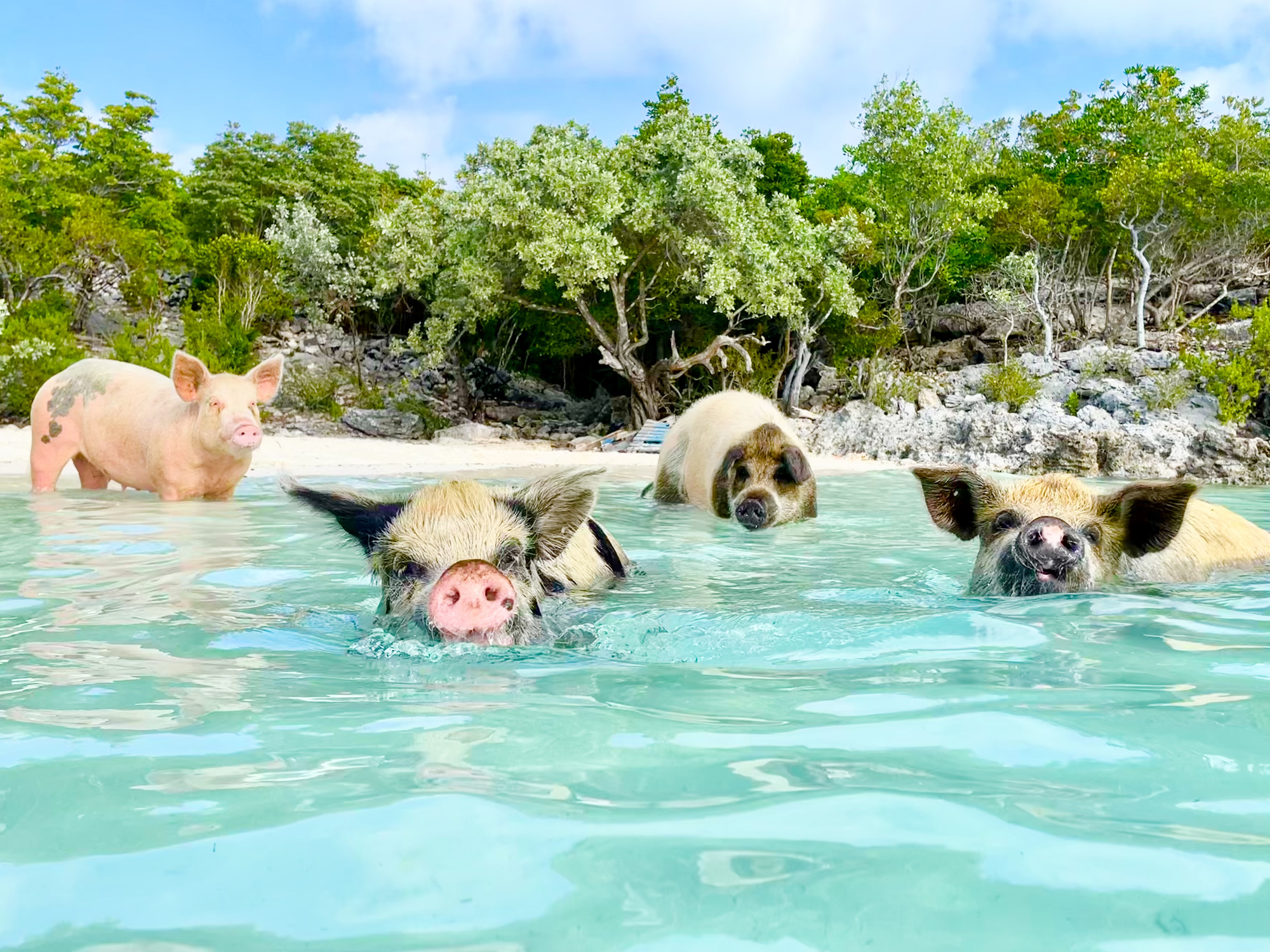 Pig Beach Bahamas