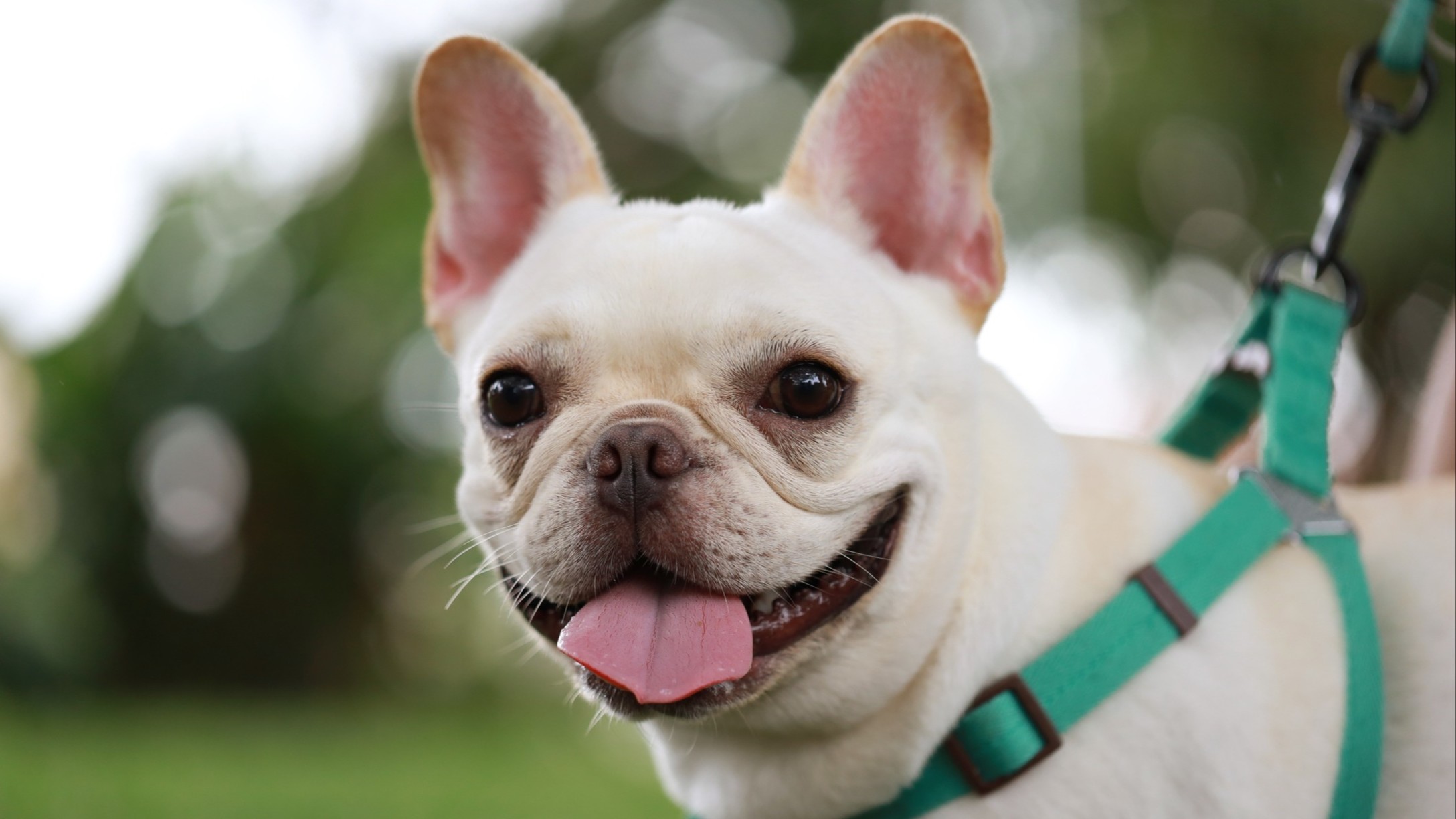 French bulldog