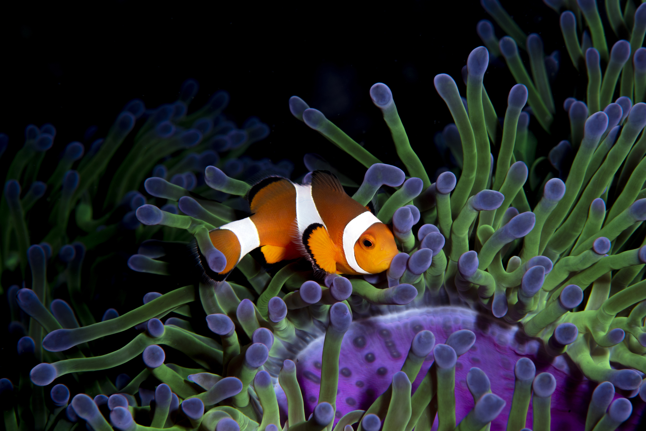 Clown fish with colorful anemone