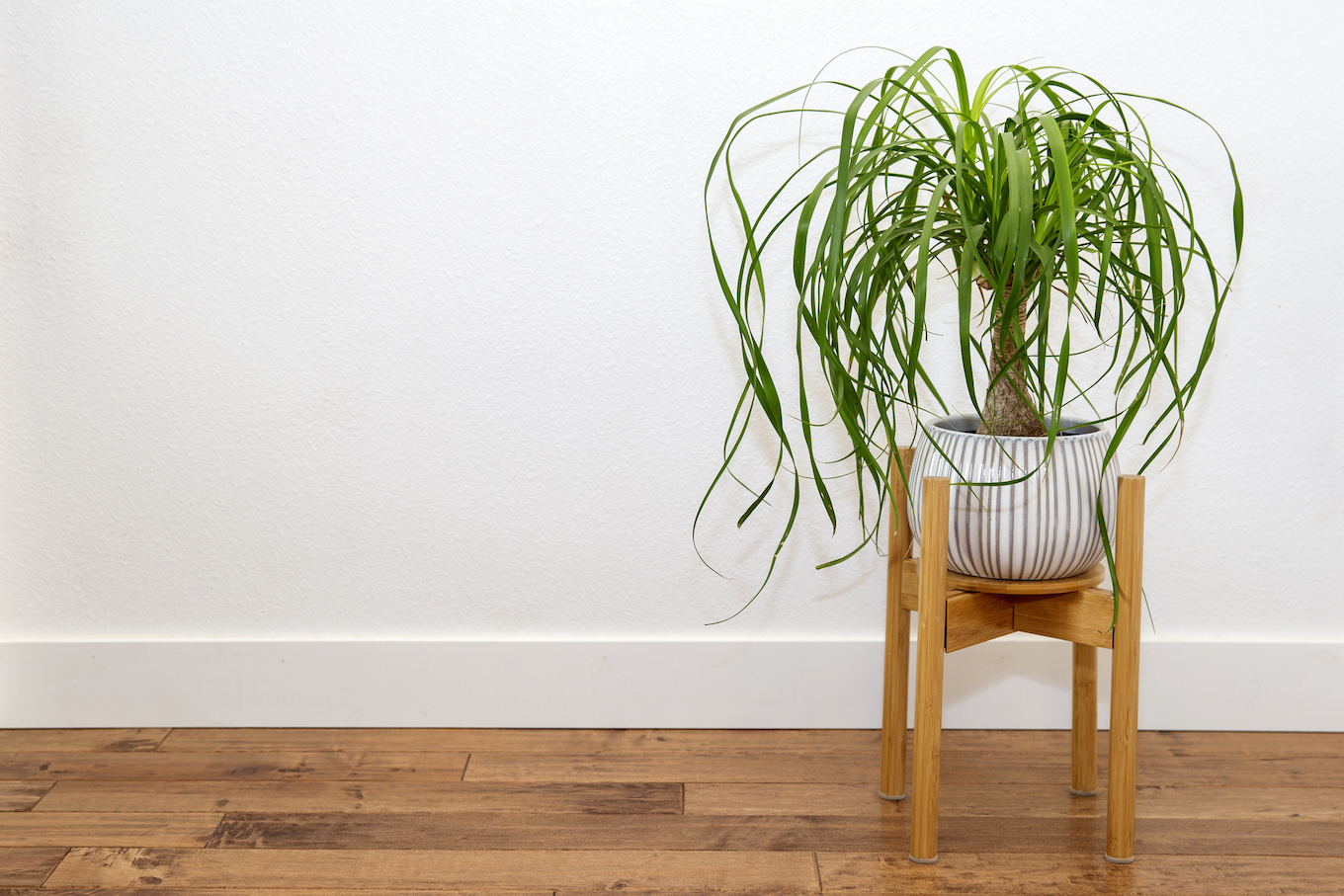 Ponytail Palm houseplant