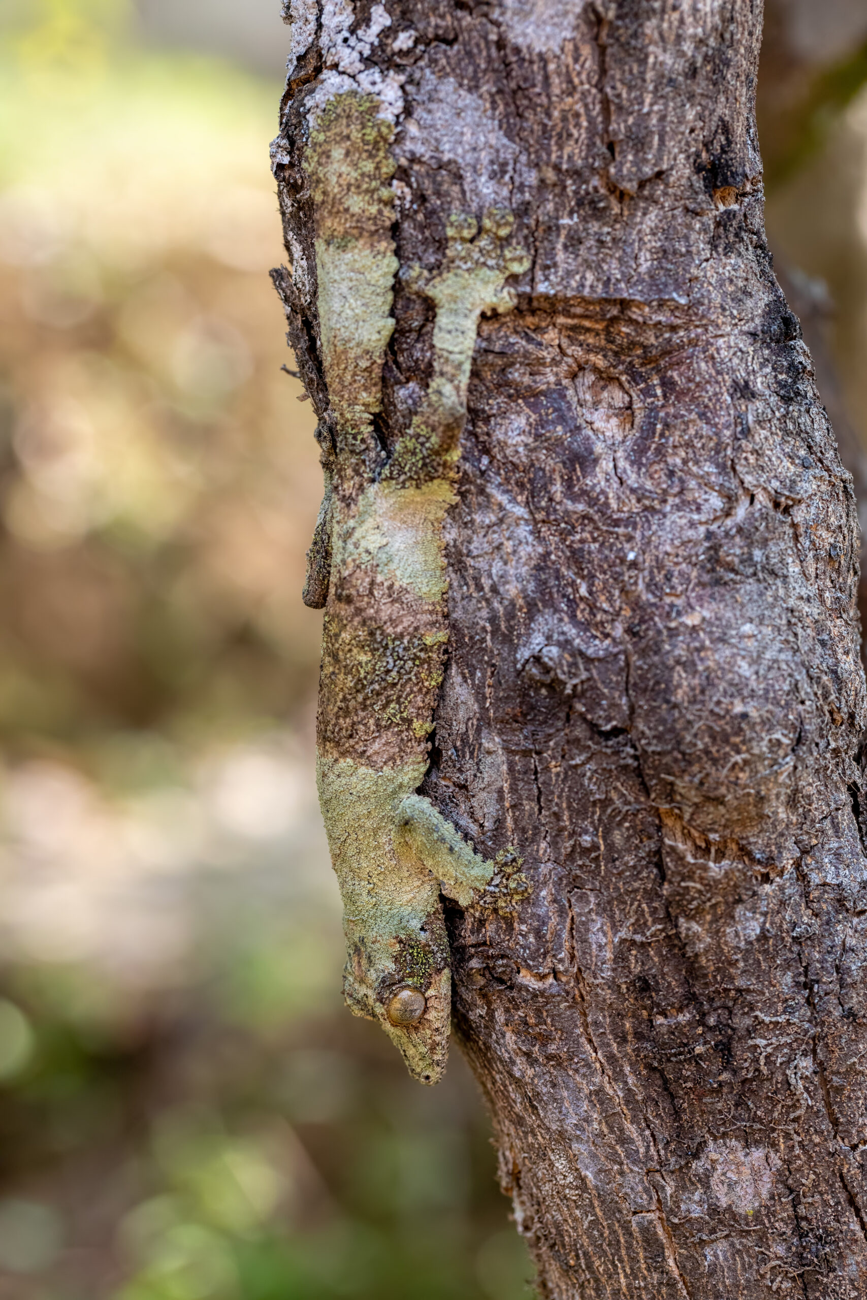 Mossy leaf-tailed gecko, Uroplatus sikorae, Reserve Peyrieras Madagascar Exotic