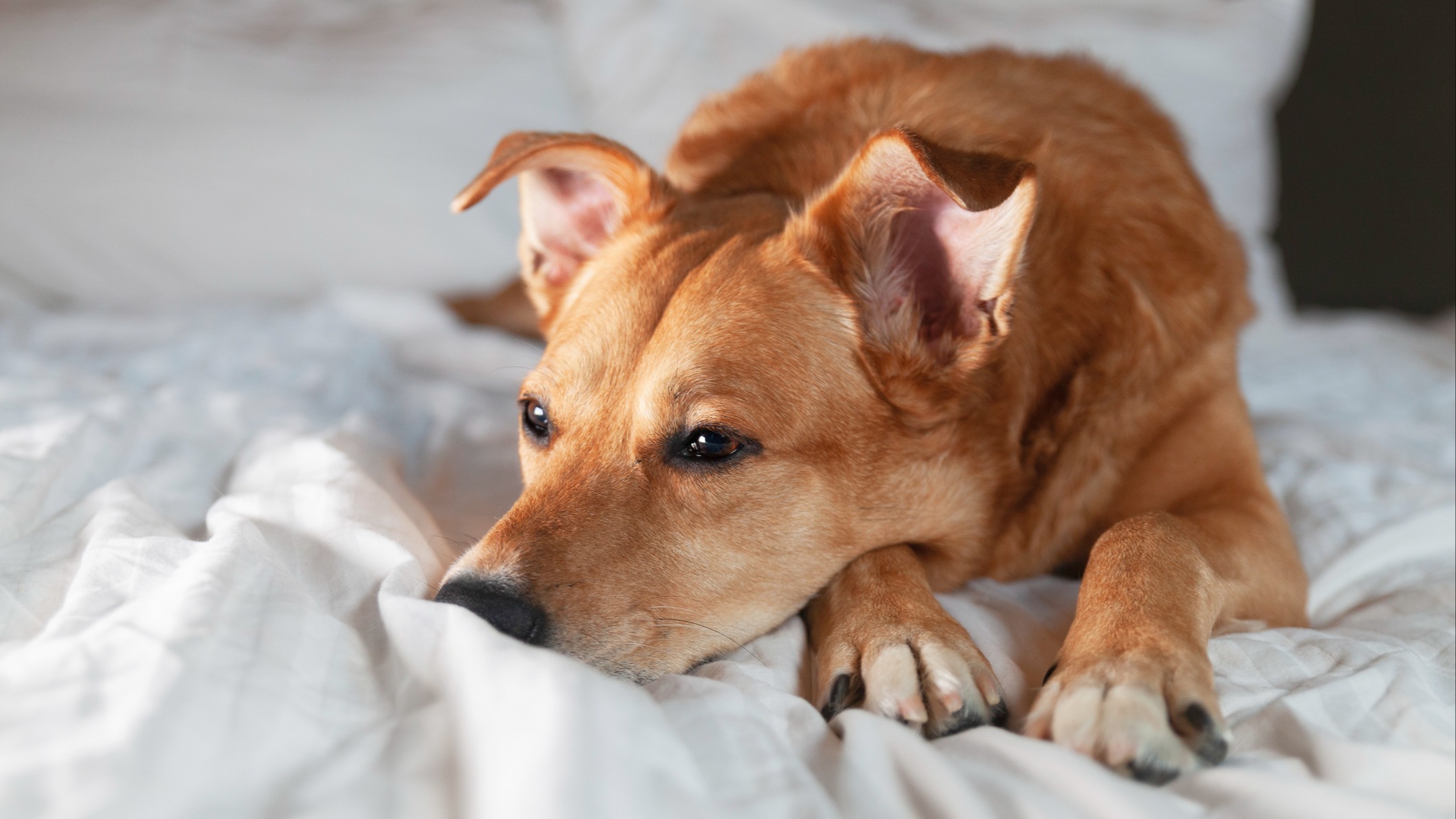 Dog in hotel