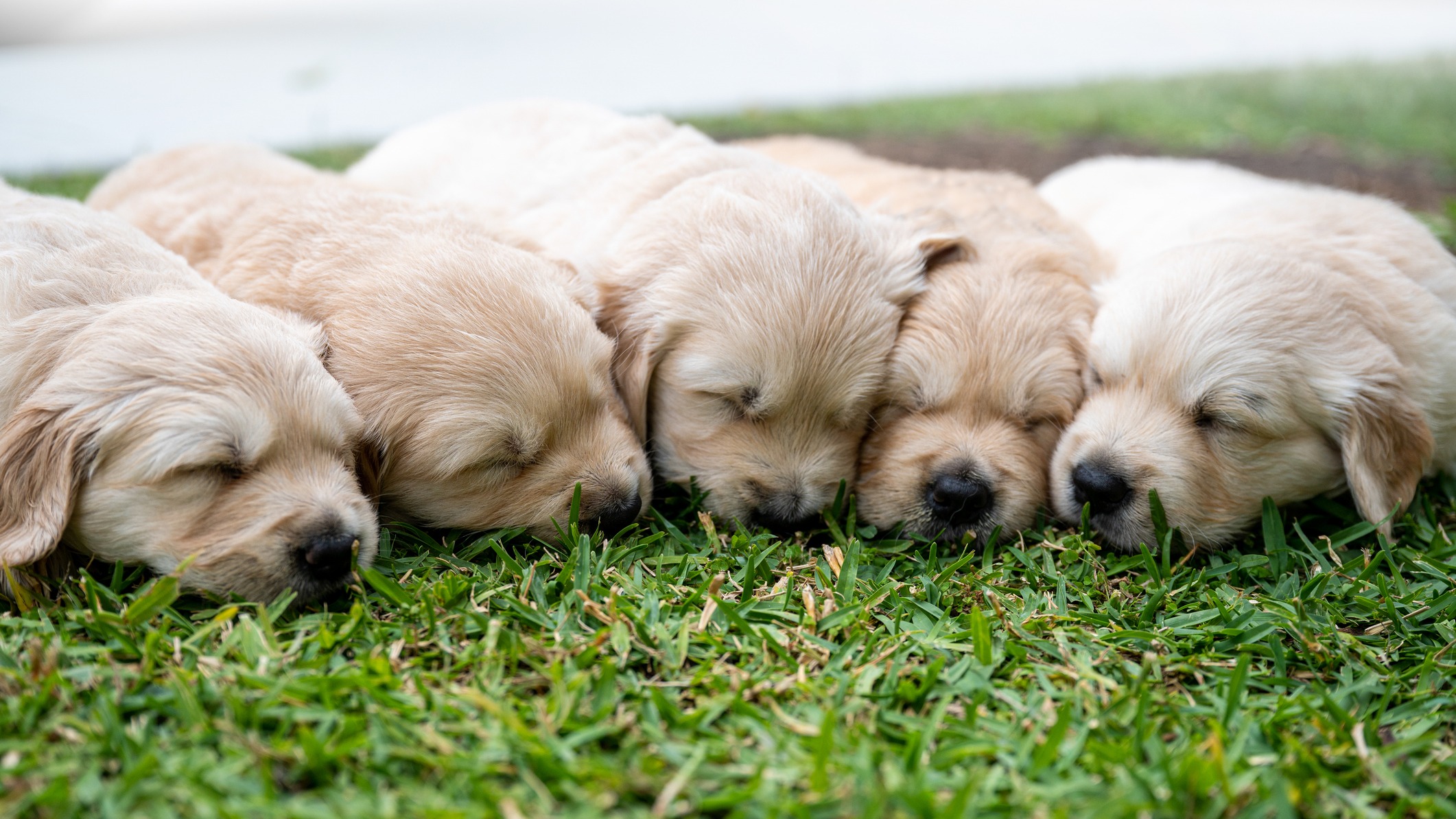 Golden retriever puppies