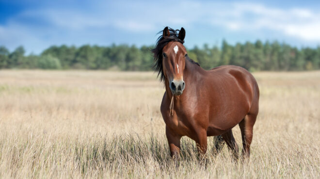 Wild horse