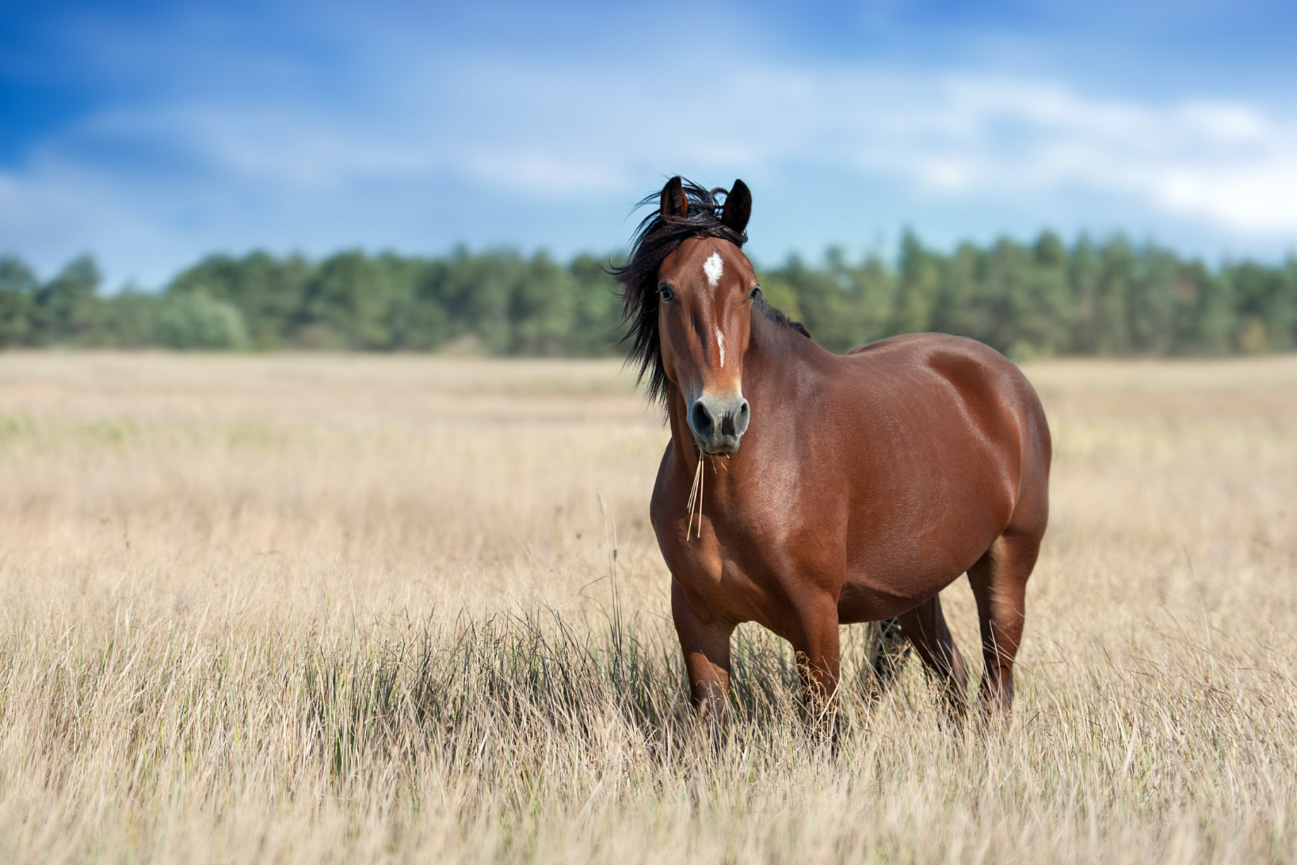 Wild horse