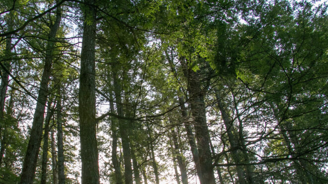 Trees in woods