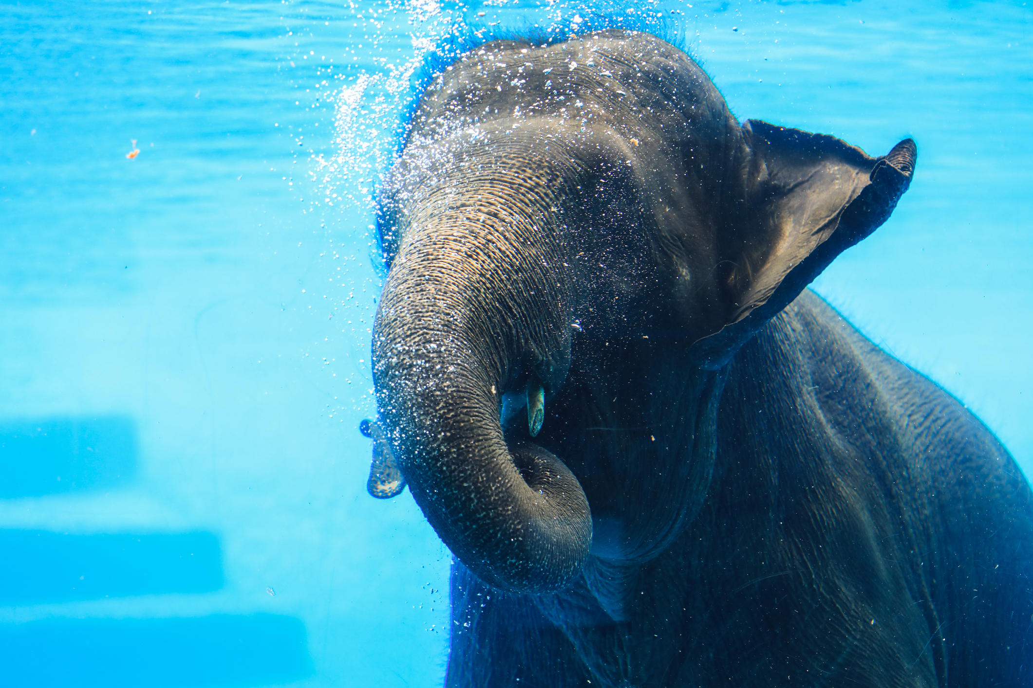 Portrait of the Young and Cute Elephant swimming under the Water through the Clear Glass